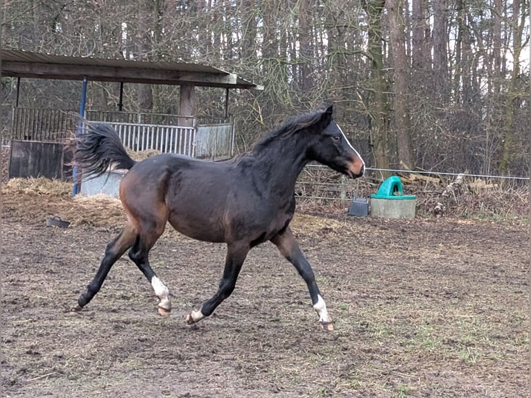 Deutsches Reitpony Hengst 2 Jahre 146 cm Brauner in Burgwedel