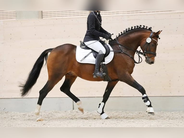 Deutsches Reitpony Hengst 2 Jahre 146 cm Brauner in Burgwedel