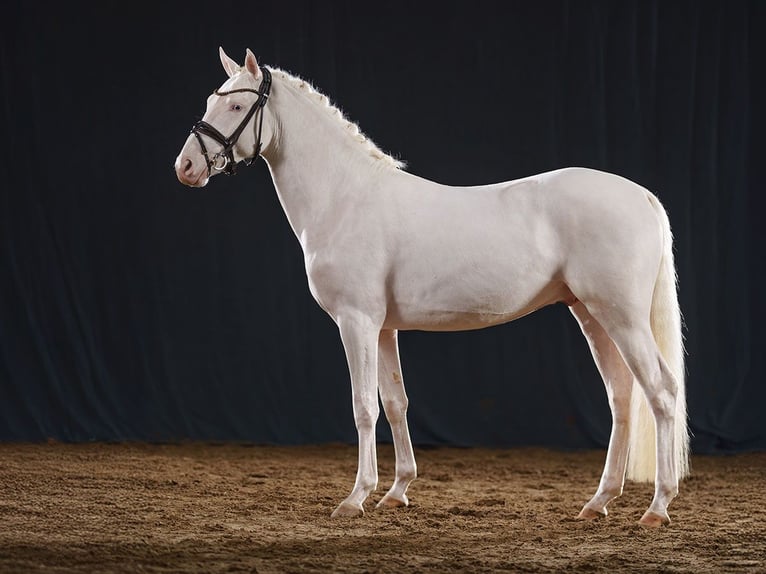 Deutsches Reitpony Hengst 2 Jahre 146 cm Cremello in Bedburg