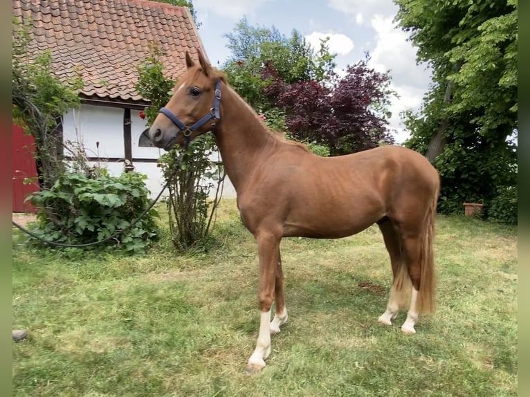Deutsches Reitpony Hengst 2 Jahre 146 cm Dunkelfuchs in Achim