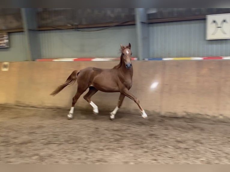 Deutsches Reitpony Hengst 2 Jahre 146 cm Dunkelfuchs in Achim