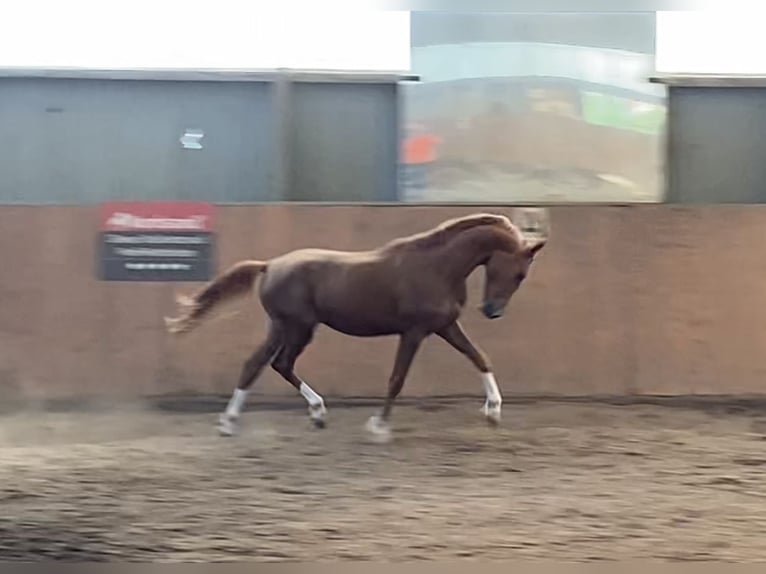 Deutsches Reitpony Hengst 2 Jahre 146 cm Dunkelfuchs in Achim