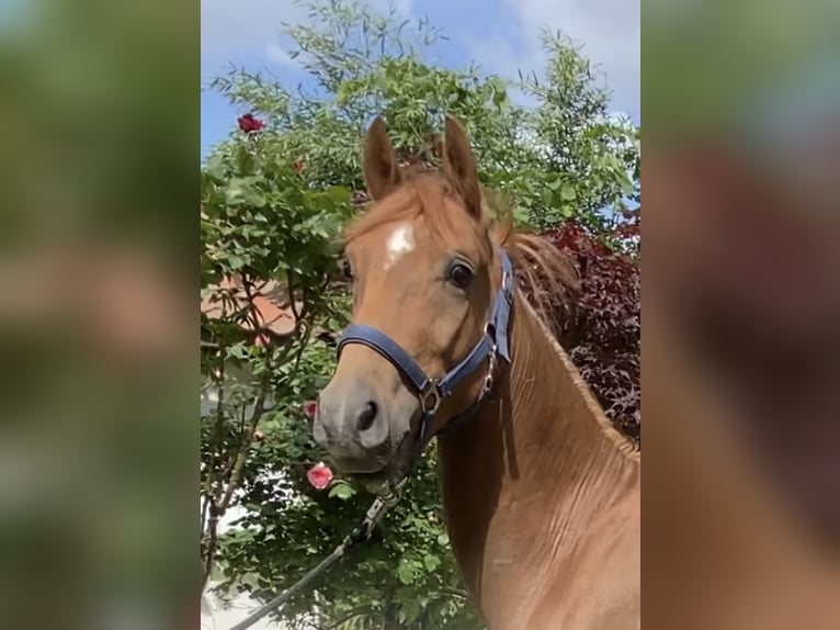 Deutsches Reitpony Hengst 2 Jahre 146 cm Dunkelfuchs in Achim
