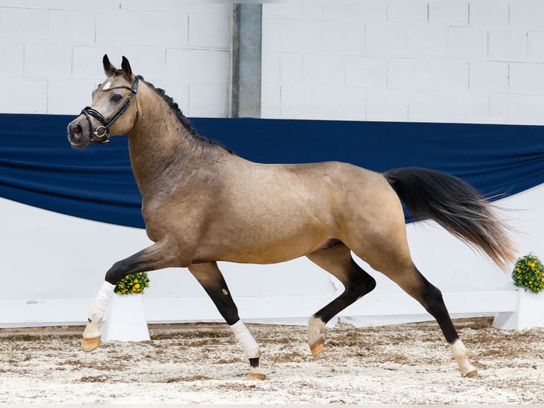 Deutsches Reitpony Hengst 2 Jahre 146 cm Falbe in Marsberg