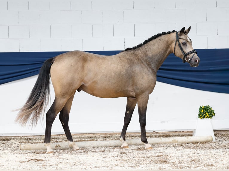 Deutsches Reitpony Hengst 2 Jahre 146 cm Falbe in Marsberg