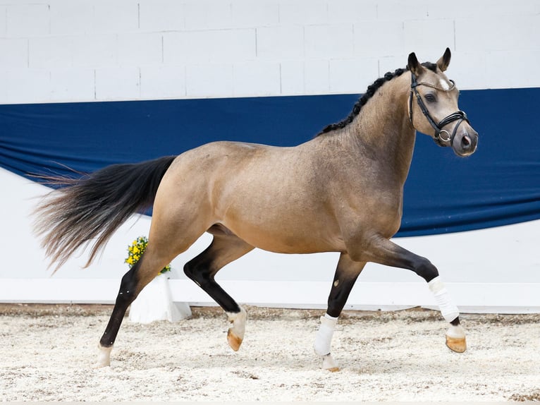 Deutsches Reitpony Hengst 2 Jahre 146 cm Falbe in Marsberg