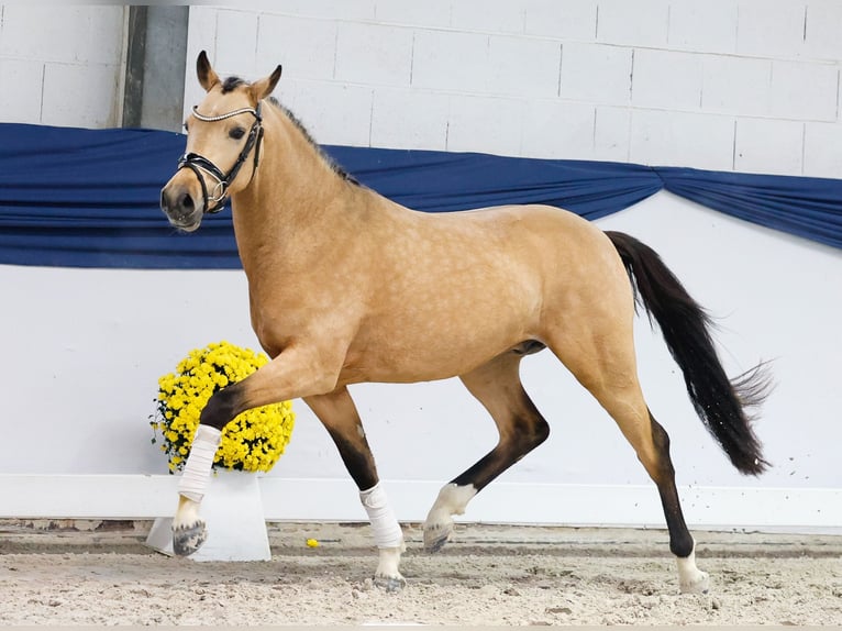 Deutsches Reitpony Hengst 2 Jahre 146 cm Falbe in Marsberg