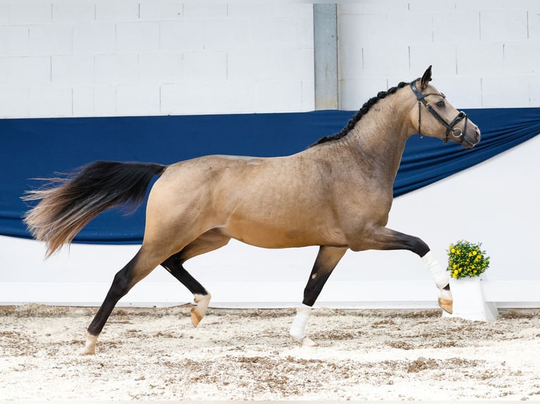 Deutsches Reitpony Hengst 2 Jahre 146 cm Falbe in Marsberg