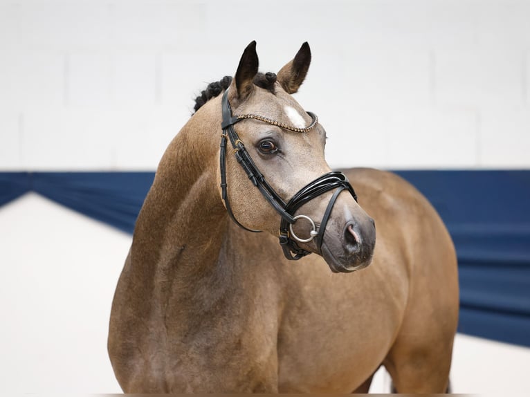 Deutsches Reitpony Hengst 2 Jahre 146 cm Falbe in Marsberg