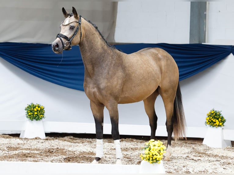 Deutsches Reitpony Hengst 2 Jahre 146 cm Falbe in Marsberg
