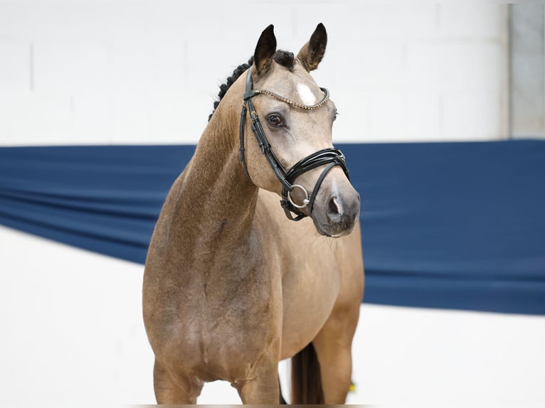 Deutsches Reitpony Hengst 2 Jahre 146 cm Falbe in Marsberg
