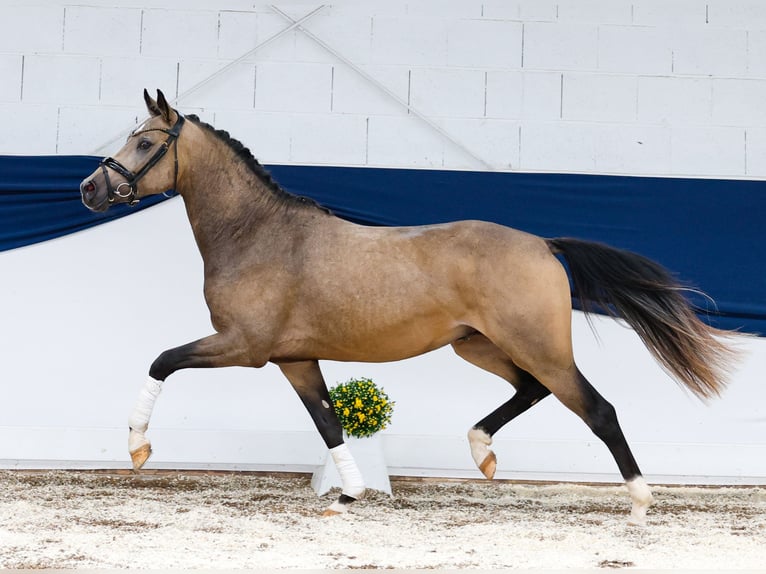 Deutsches Reitpony Hengst 2 Jahre 146 cm Falbe in Marsberg