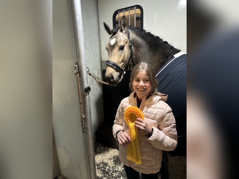 Deutsches Reitpony Hengst 2 Jahre 146 cm Falbe in Paderborn