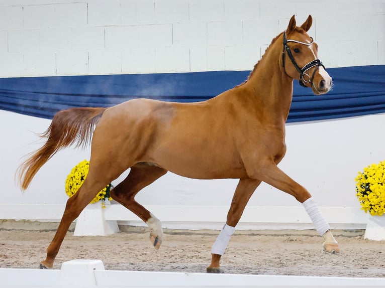 Deutsches Reitpony Hengst 2 Jahre 146 cm Fuchs in Marsberg