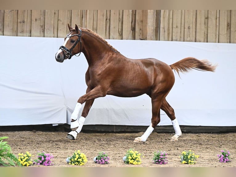 Deutsches Reitpony Hengst 2 Jahre 146 cm Fuchs in Gomadingen