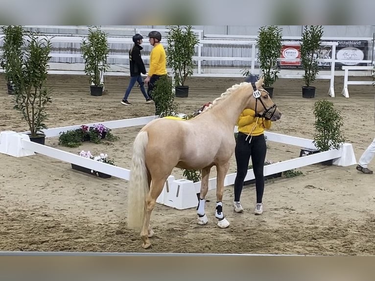 Deutsches Reitpony Hengst 2 Jahre 146 cm Palomino in Achim
