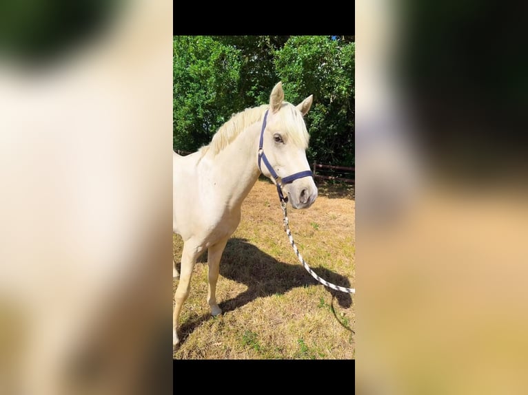 Deutsches Reitpony Hengst 2 Jahre 146 cm Palomino in Stuhr