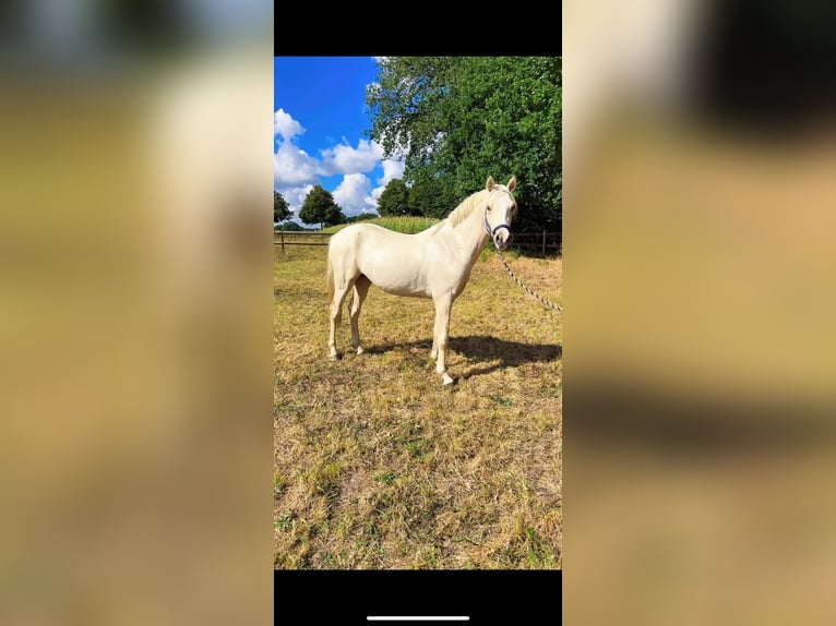 Deutsches Reitpony Hengst 2 Jahre 146 cm Palomino in Stuhr