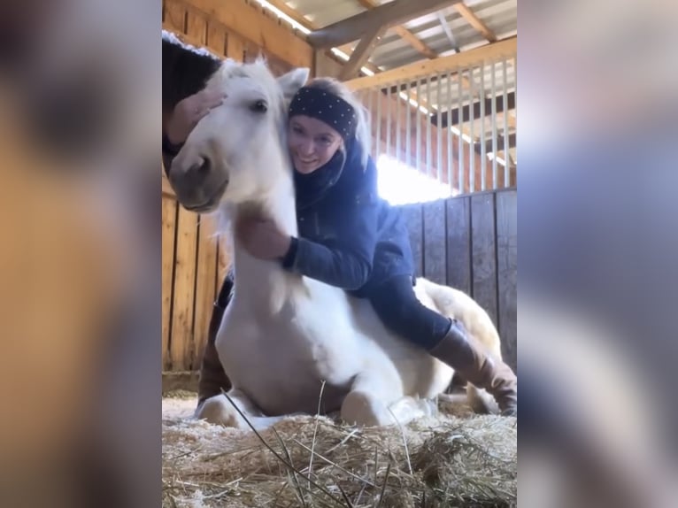 Deutsches Reitpony Hengst 2 Jahre 146 cm Palomino in Stuhr