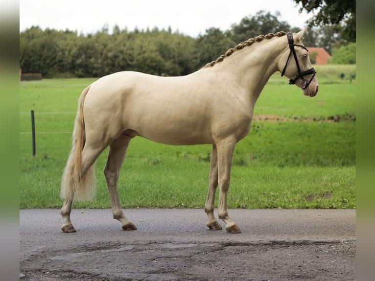 Deutsches Reitpony Hengst 2 Jahre 146 cm Perlino in Wagenfeld