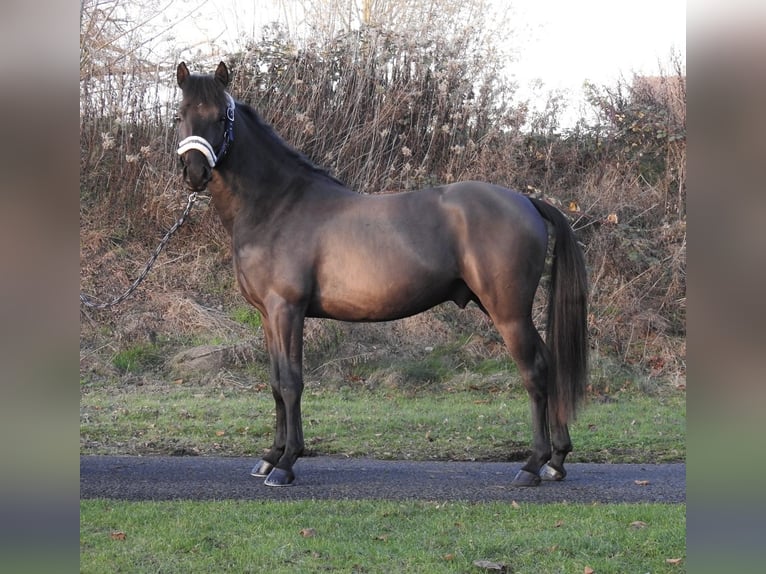 Deutsches Reitpony Hengst 2 Jahre 146 cm Rappe in Verl