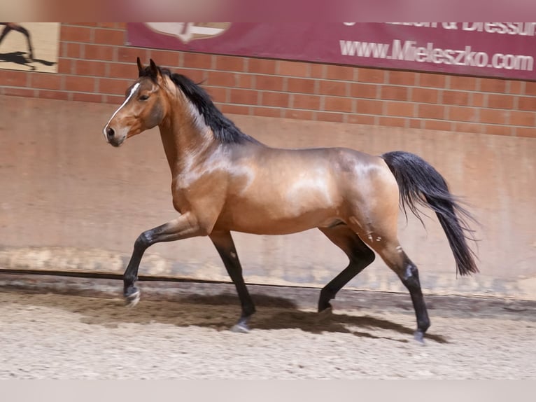 Deutsches Reitpony Hengst 2 Jahre 147 cm Brauner in Paderborn