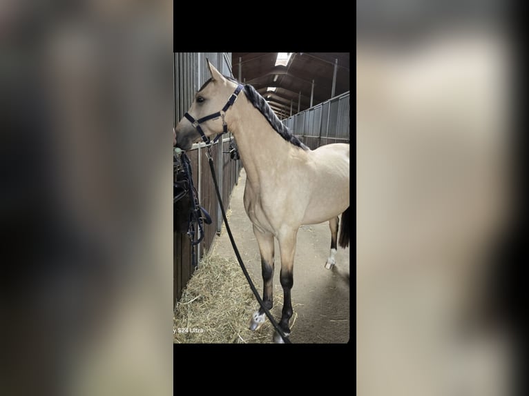 Deutsches Reitpony Hengst 2 Jahre 147 cm Buckskin in Swisttal