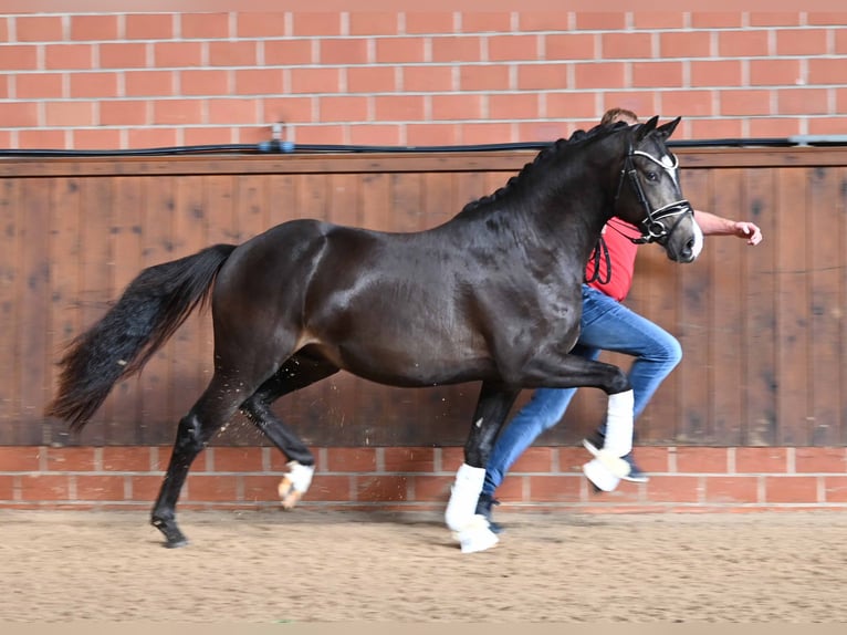 Deutsches Reitpony Hengst 2 Jahre 147 cm Buckskin in Gomadingen