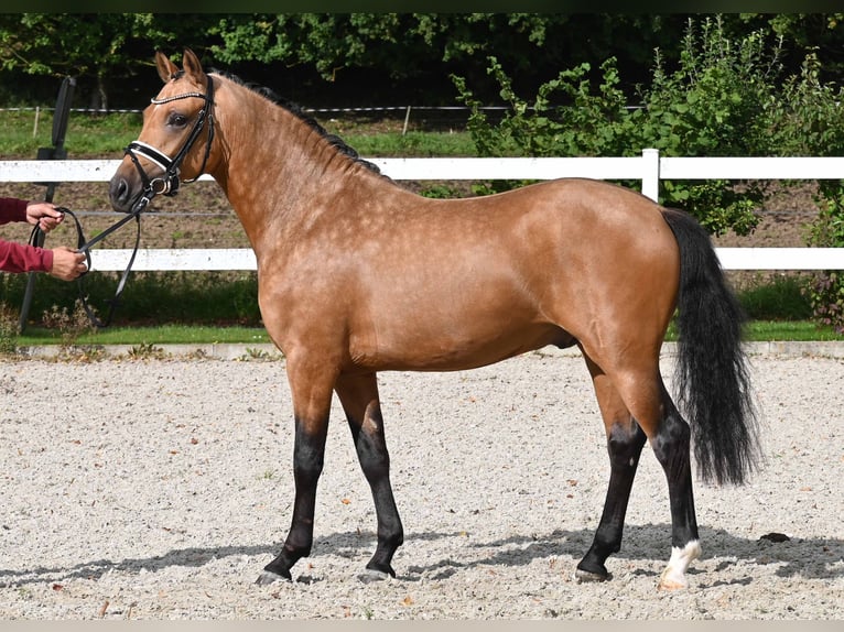 Deutsches Reitpony Hengst 2 Jahre 147 cm Buckskin in Gomadingen
