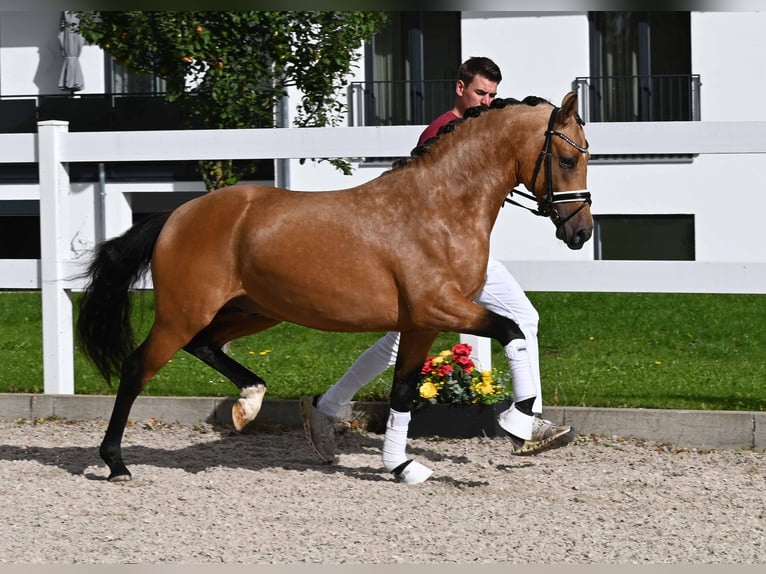 Deutsches Reitpony Hengst 2 Jahre 147 cm Buckskin in Gomadingen