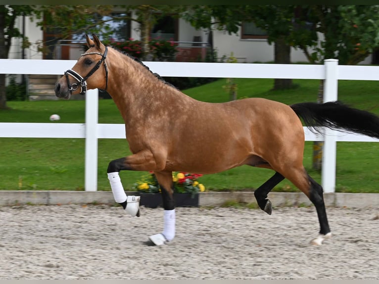 Deutsches Reitpony Hengst 2 Jahre 147 cm Buckskin in Gomadingen