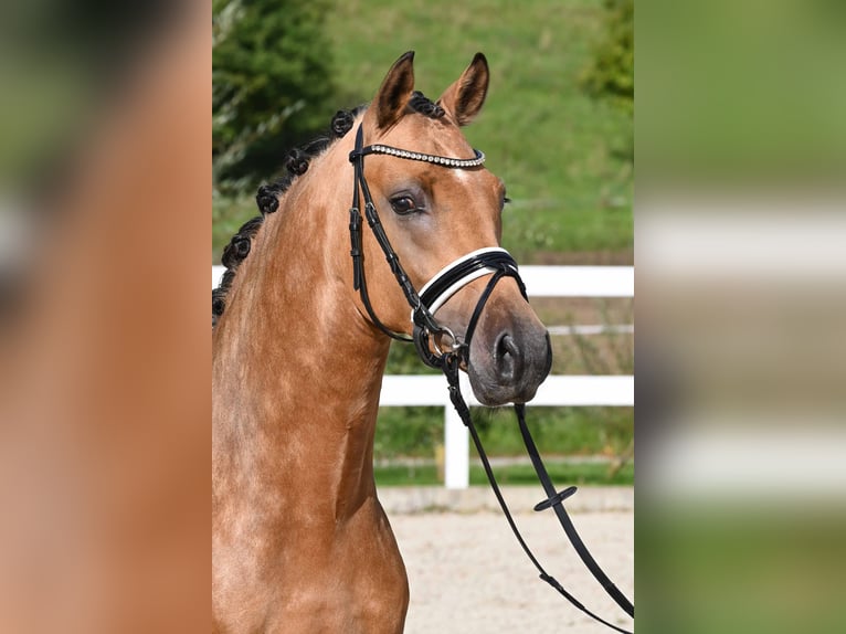 Deutsches Reitpony Hengst 2 Jahre 147 cm Buckskin in Gomadingen