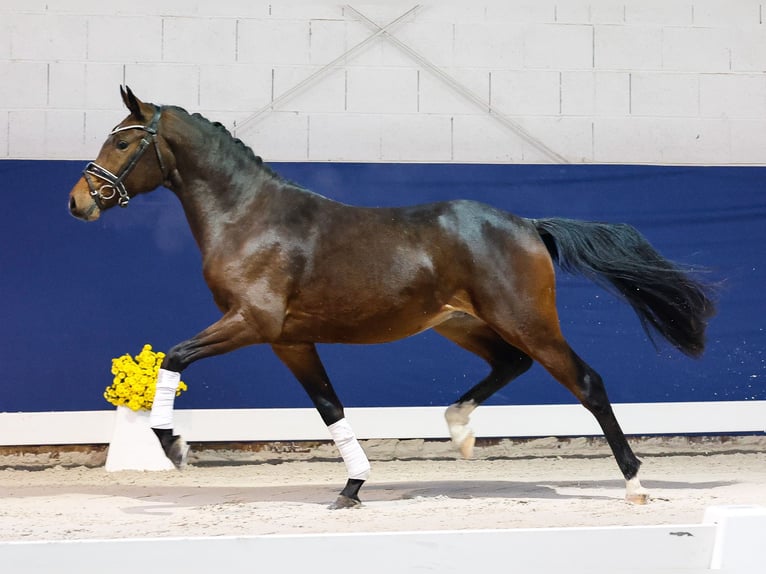 Deutsches Reitpony Hengst 2 Jahre 147 cm Dunkelbrauner in Marsberg
