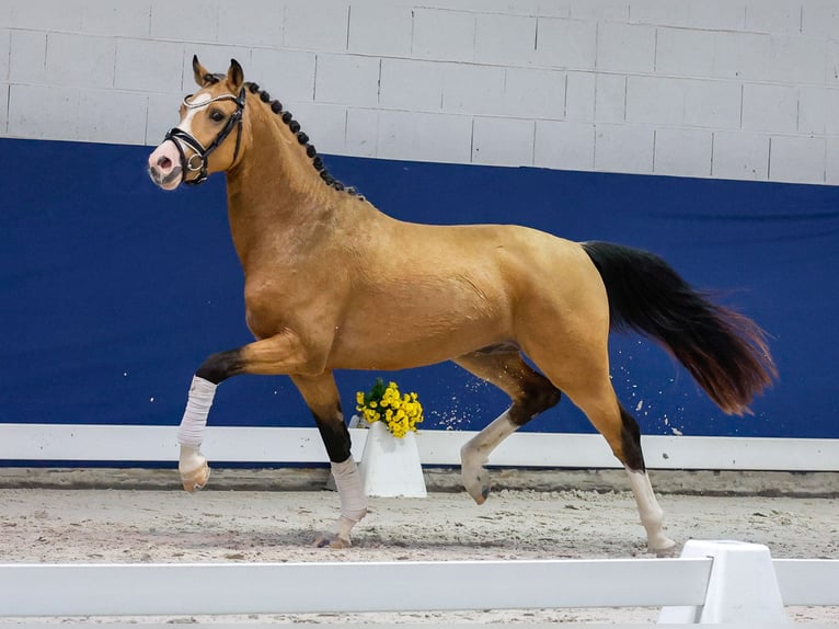 Deutsches Reitpony Hengst 2 Jahre 147 cm Falbe in Marsberg