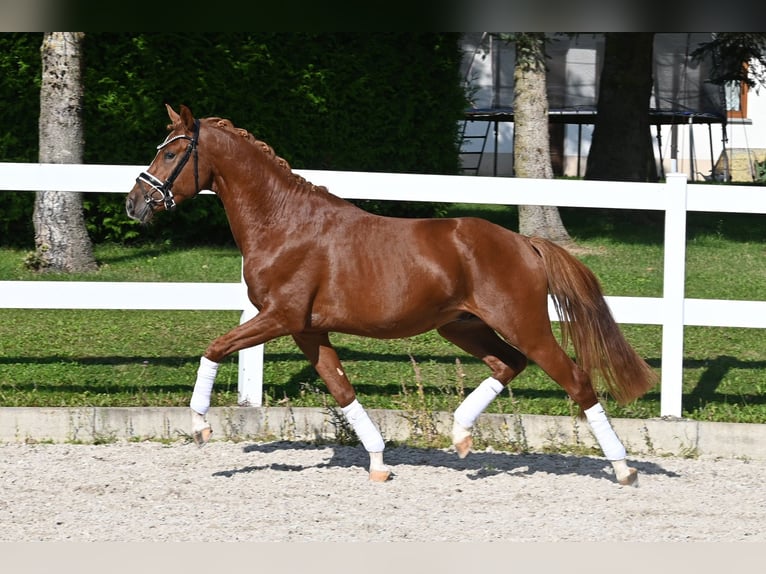 Deutsches Reitpony Hengst 2 Jahre 147 cm Fuchs in Gomadingen