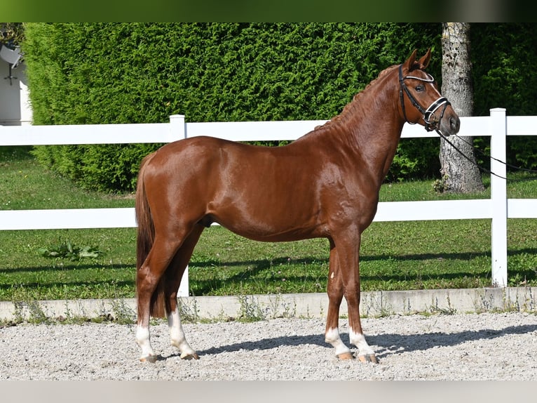 Deutsches Reitpony Hengst 2 Jahre 147 cm Fuchs in Gomadingen