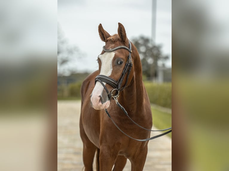 Deutsches Reitpony Hengst 2 Jahre 147 cm Fuchs in Gomadingen