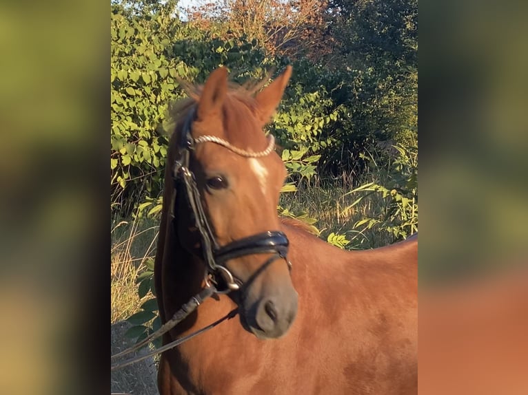 Deutsches Reitpony Hengst 2 Jahre 147 cm Fuchs in Achim