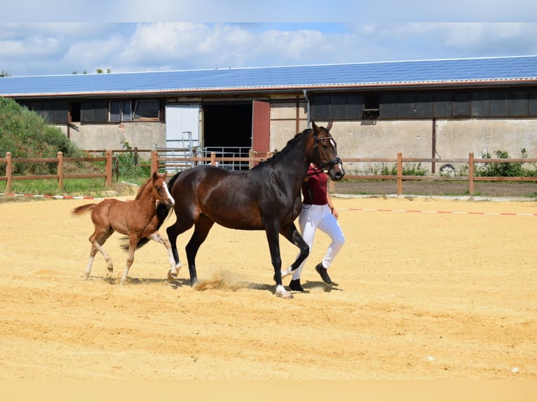 Deutsches Reitpony Hengst 2 Jahre 147 cm Fuchs in Wegeleben