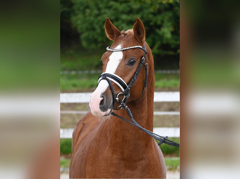 Deutsches Reitpony Hengst 2 Jahre 147 cm Fuchs in Gomadingen