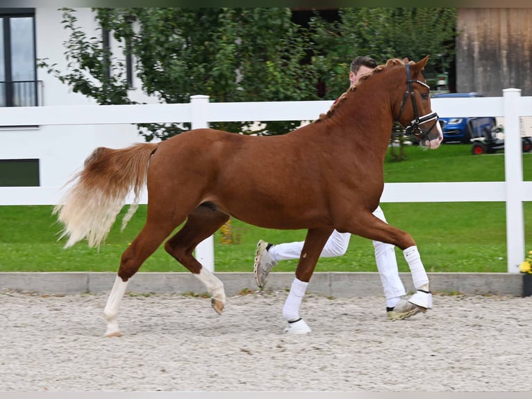 Deutsches Reitpony Hengst 2 Jahre 147 cm Fuchs in Gomadingen
