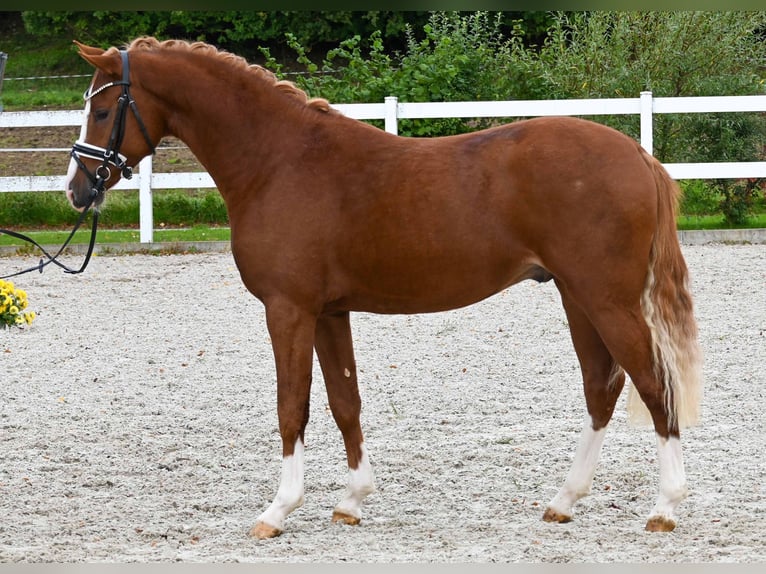 Deutsches Reitpony Hengst 2 Jahre 147 cm Fuchs in Gomadingen