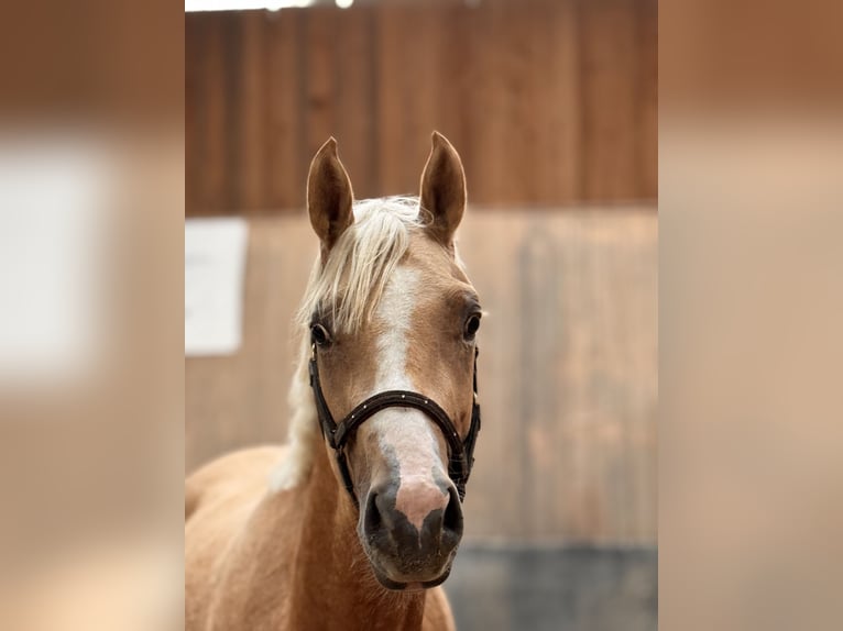 Deutsches Reitpony Hengst 2 Jahre 147 cm Palomino in Wegeleben