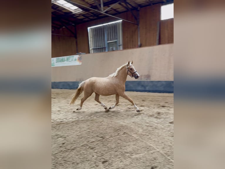 Deutsches Reitpony Hengst 2 Jahre 147 cm Palomino in Wegeleben