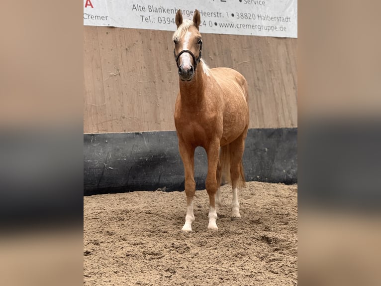 Deutsches Reitpony Hengst 2 Jahre 147 cm Palomino in Wegeleben