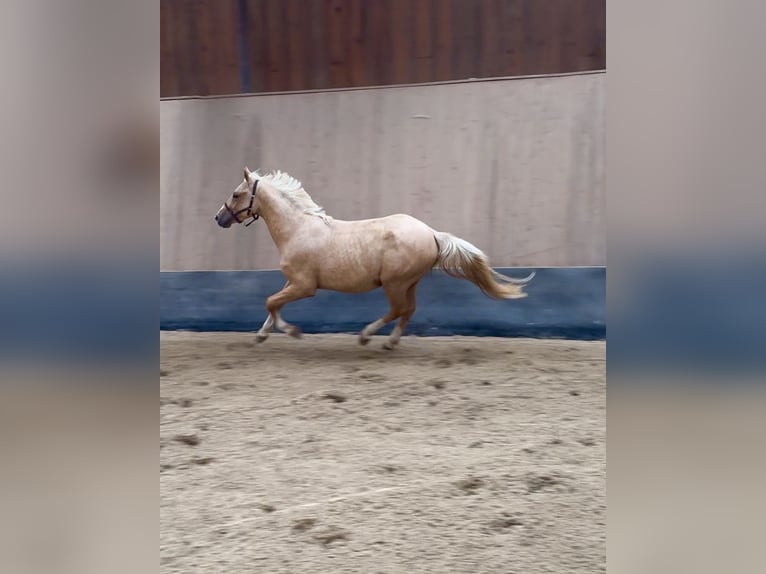 Deutsches Reitpony Hengst 2 Jahre 147 cm Palomino in Wegeleben