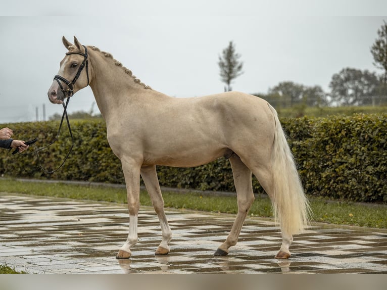 Deutsches Reitpony Hengst 2 Jahre 147 cm Palomino in Gomadingen