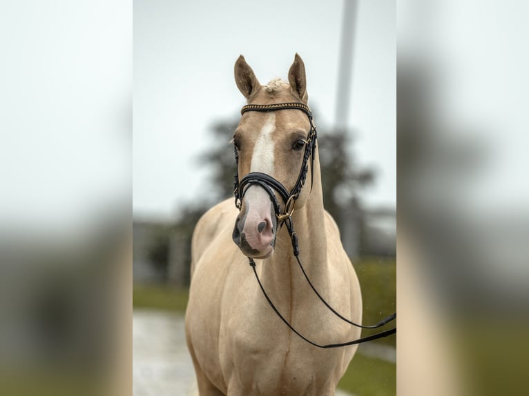 Deutsches Reitpony Hengst 2 Jahre 147 cm Palomino in Gomadingen