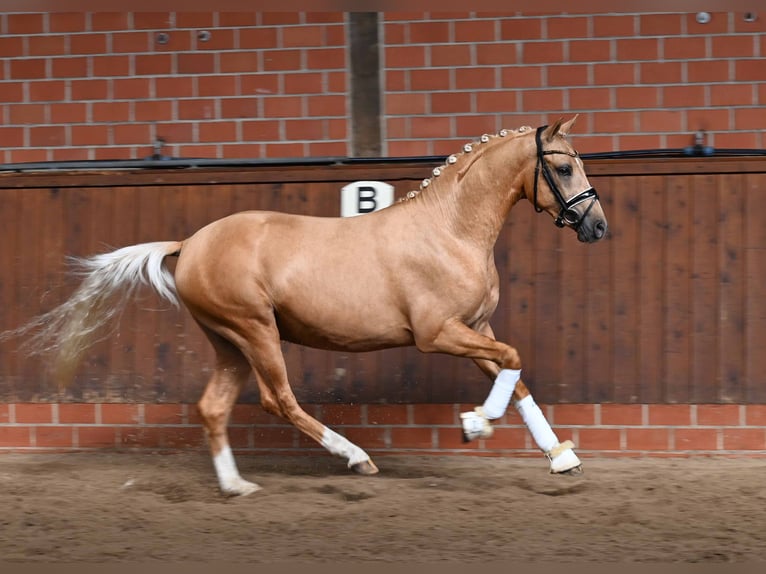 Deutsches Reitpony Hengst 2 Jahre 147 cm Palomino in Gomadingen