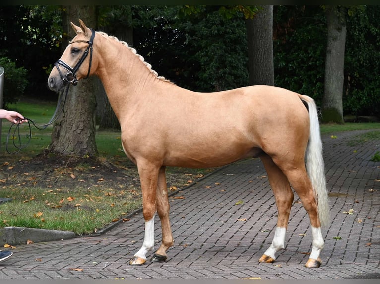 Deutsches Reitpony Hengst 2 Jahre 147 cm Palomino in Gomadingen